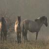 Konik Horse